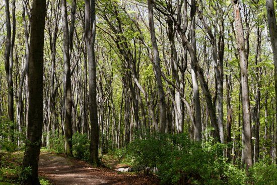 Rezerwat Przyrody Lipowiec